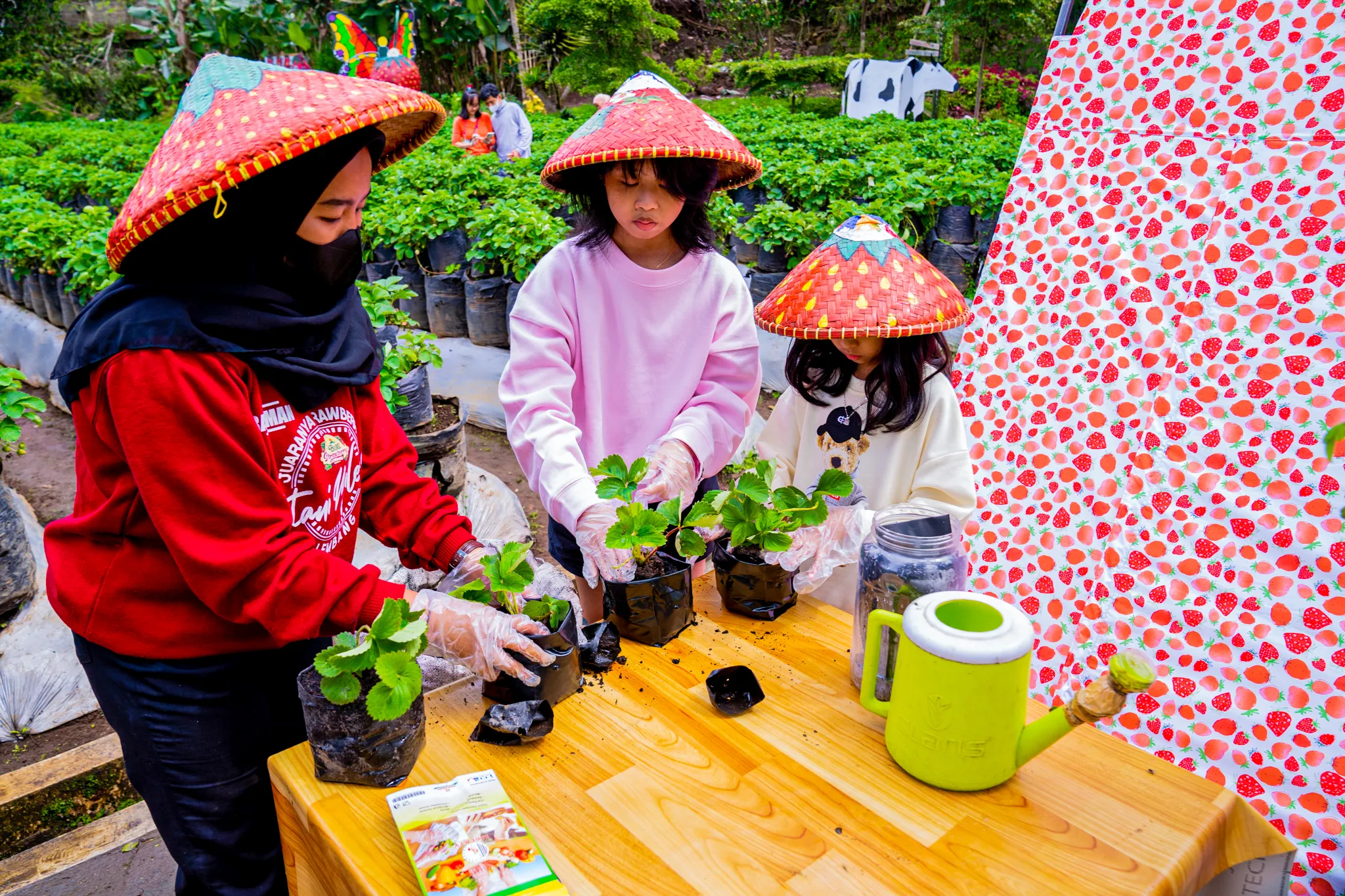 edukasi menanam strawberry