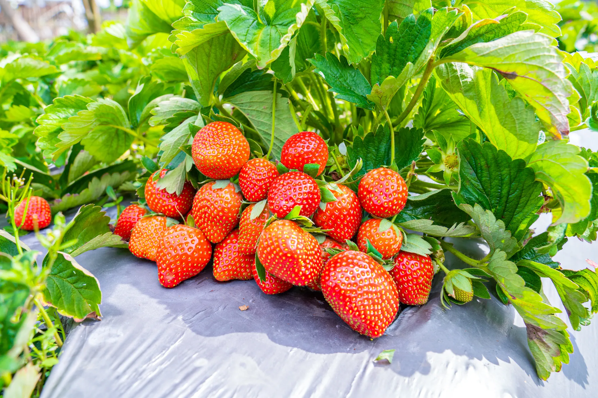 petik strawberry jumbo