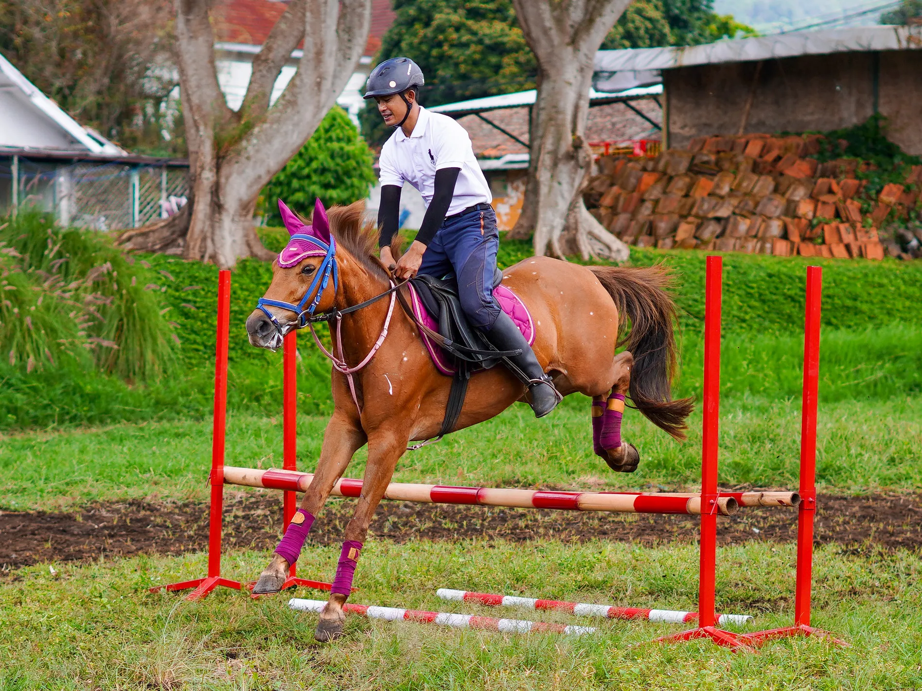 stable kuda lembang
