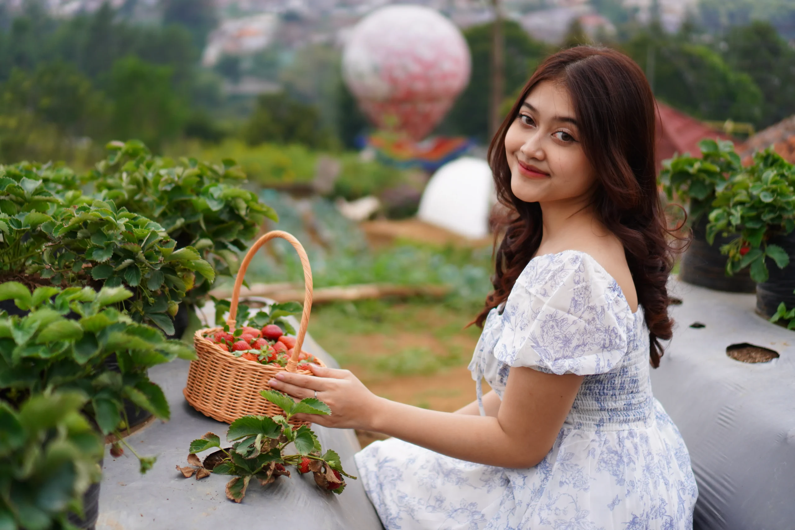 wisata petik strawberry